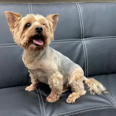 Psi Fryzjer ️ - Profesjonalne strzyżenie psów